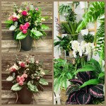 Kwiaciarnia Grasz w zielone?