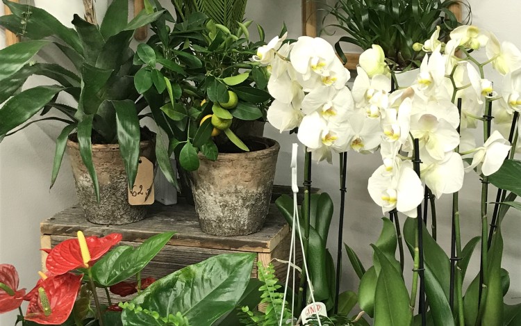 a9CSq4fvRwyW0G1GxipjKQ