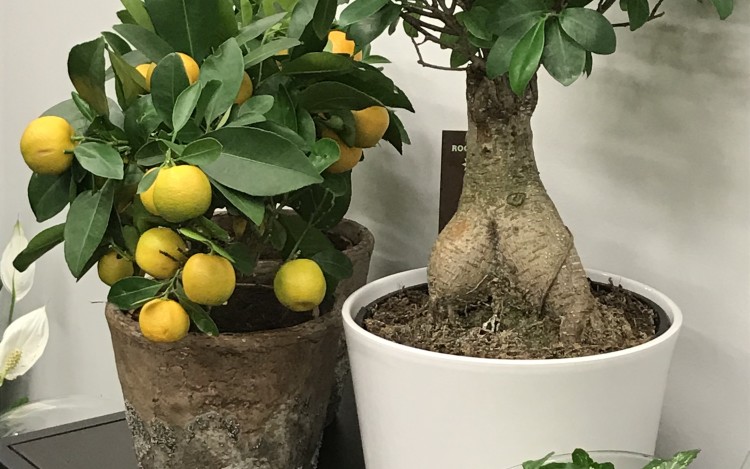 pZOE+BL8S+Sbk5favSrWIQ